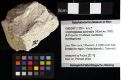 Foto (Objket + Etiketten) von Cracensigillatus acutirostris (Moericke, 1889) 